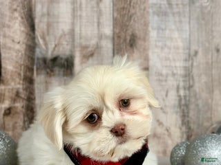 Mixed Breed dogs Girl Teddy - 9229 - Ad 39