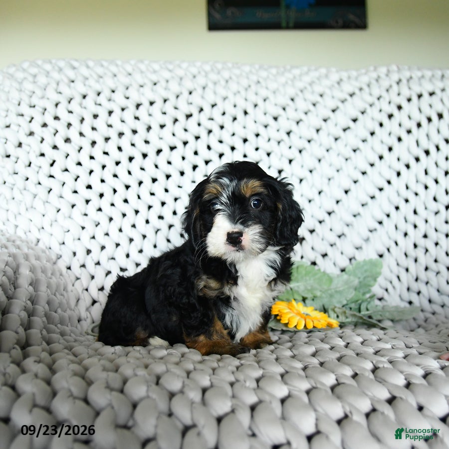 Mini Bernedoodle dogs Sundae  - Ad 2