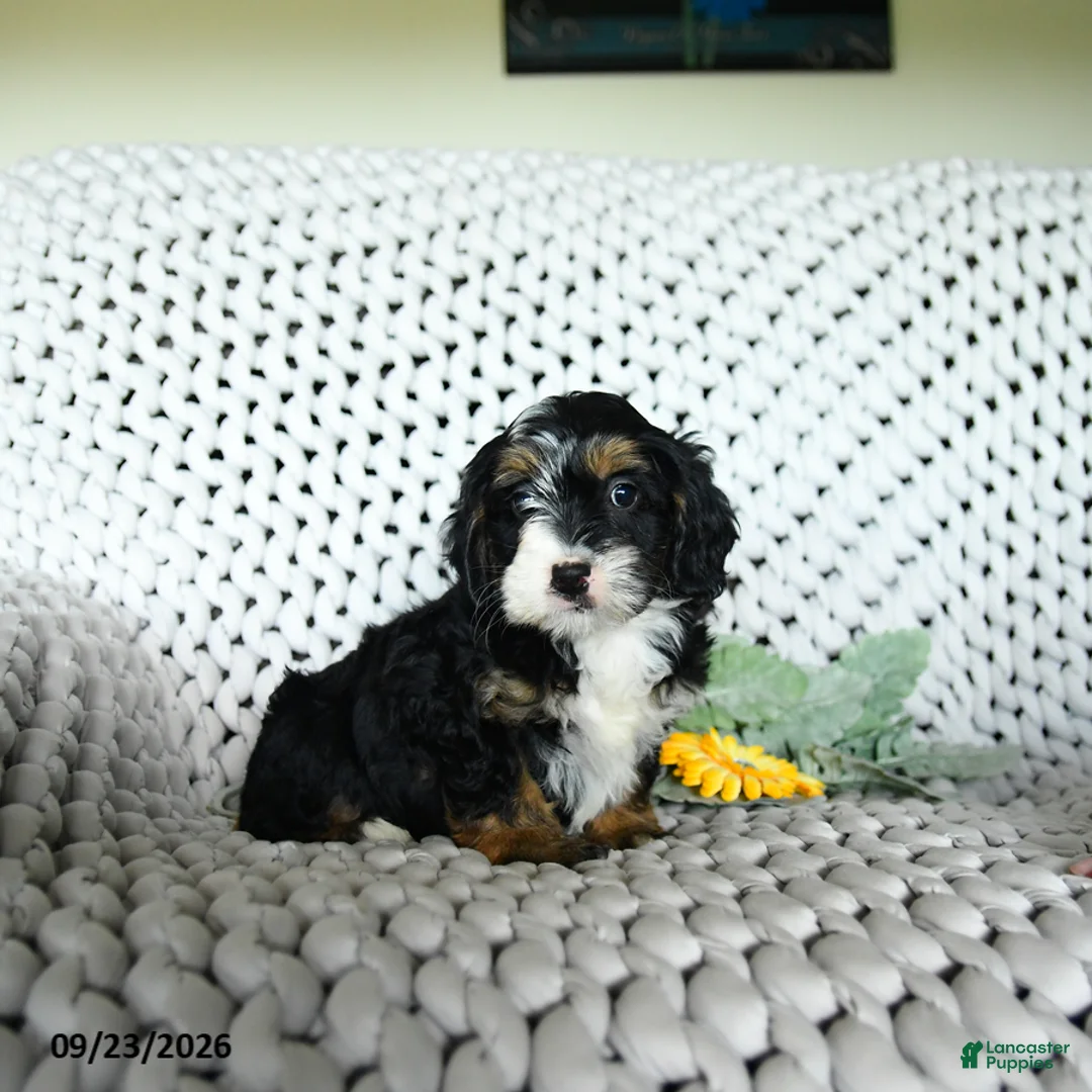 Mini Bernedoodle dogs for sale: Sundae  - Ad 2