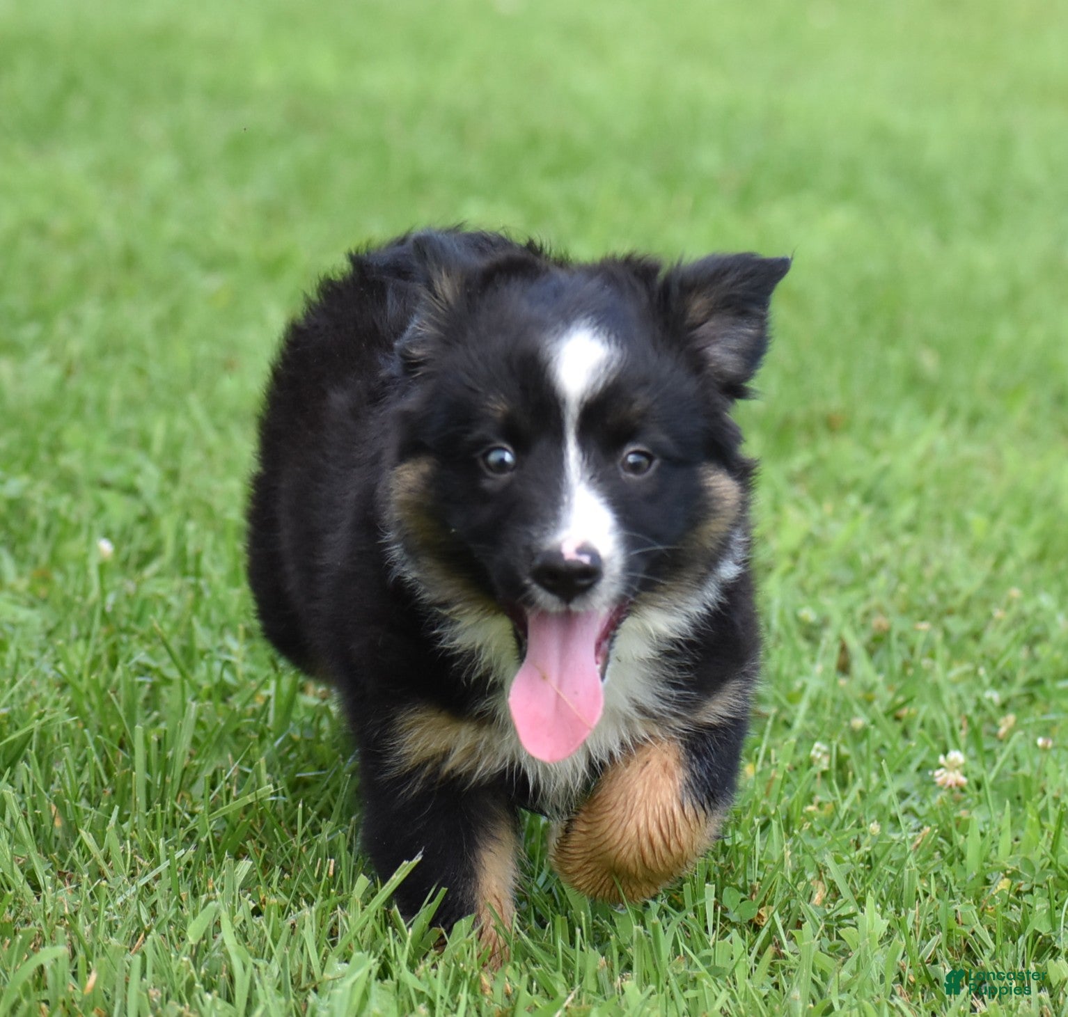 Miniature Australian Shepherd dogs Piper - Ad 2
