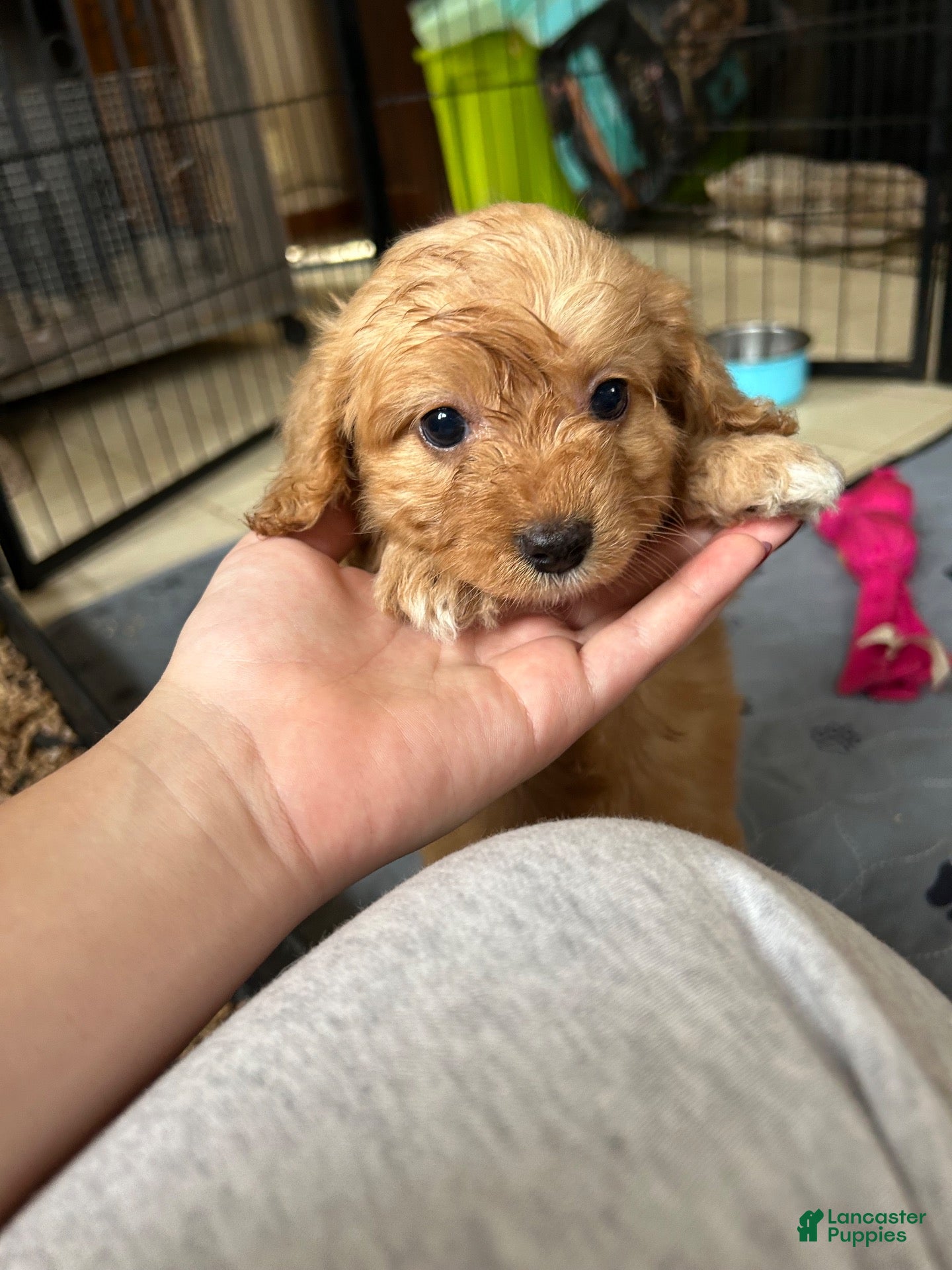 Cavapoo dogs Cavapoo 6 Marley  - Ad 2