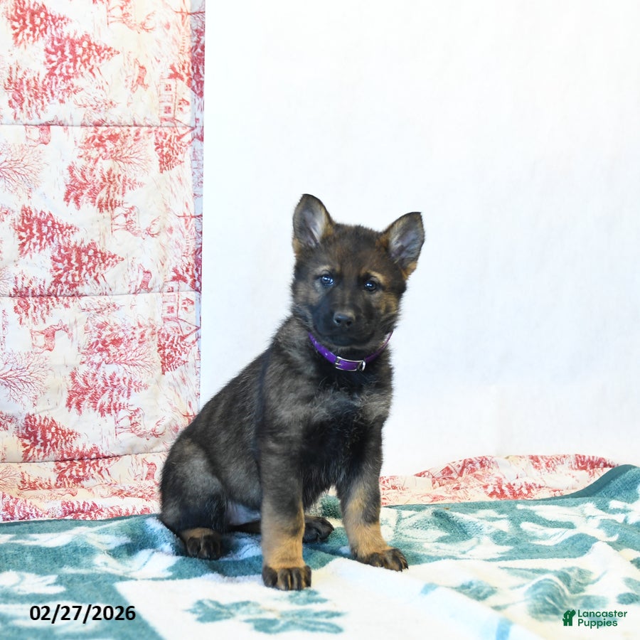 German Shepherd dogs Haley - Ad 2