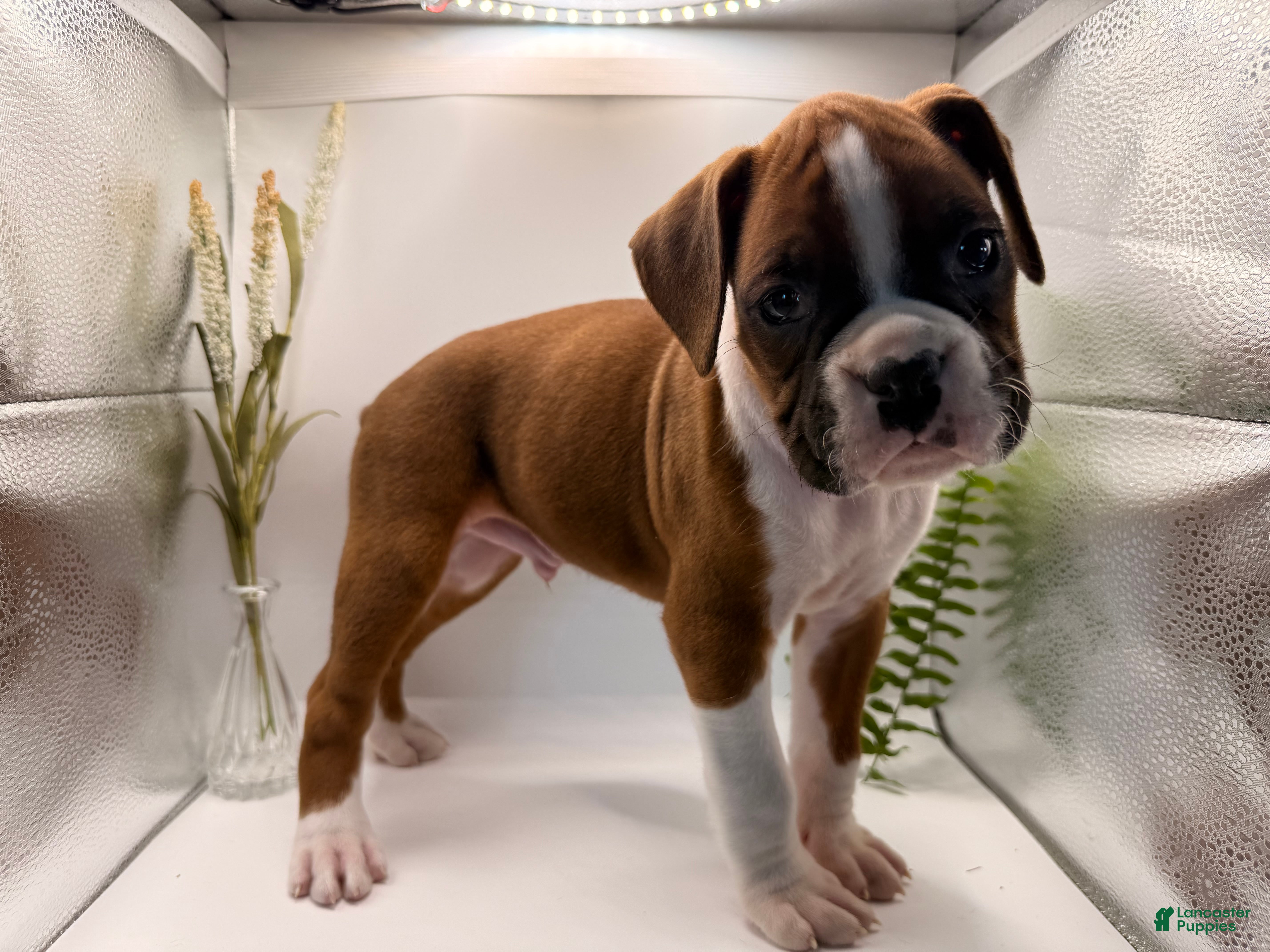 Boxer dogs Conner - Ad 25