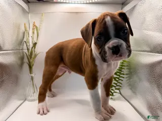 Boxer dogs Conner - Ad 26