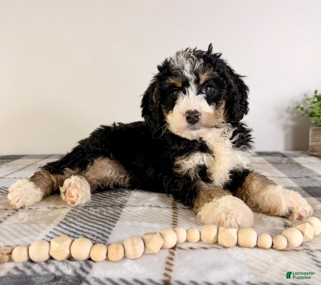 Bernedoodle dogs for sale: Brooklyn - Ad 3