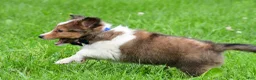 Shetland Sheepdog dogs for sale: Kevin - Ad 5