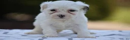 Mixed Breed dogs for sale: Hemlock - Ad 3