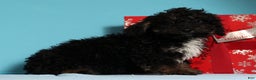 Mini Bernedoodle dogs for sale: Asher - Ad 7