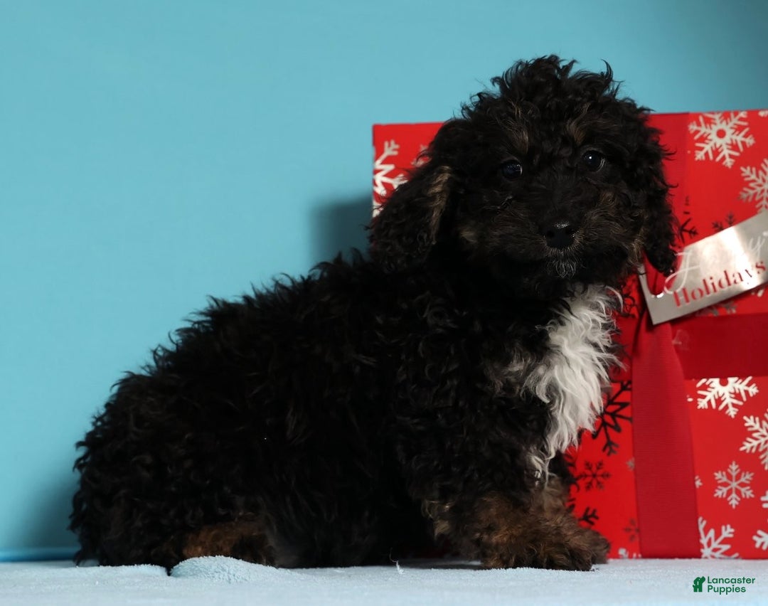 Mini Bernedoodle dogs for sale: Asher - Ad 7