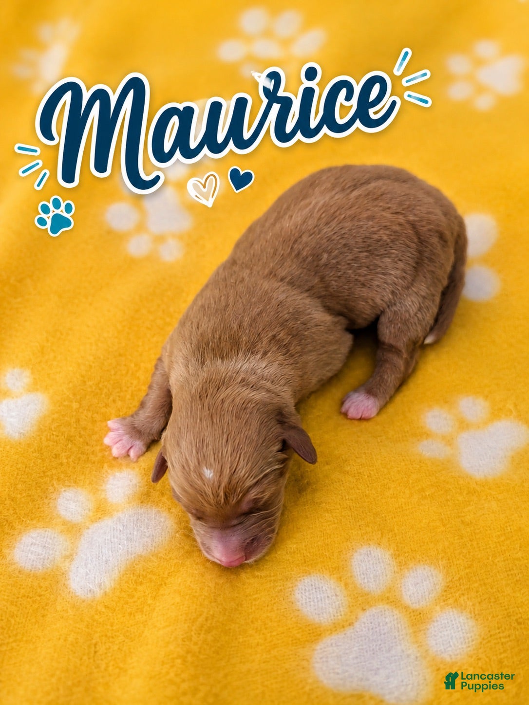 Corgipoo dogs Corgipoo 2. Maurice - Ad 1