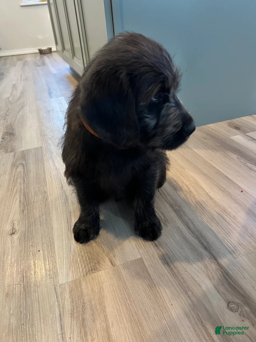 Labradoodle dogs for sale: Lucky  - Ad 3