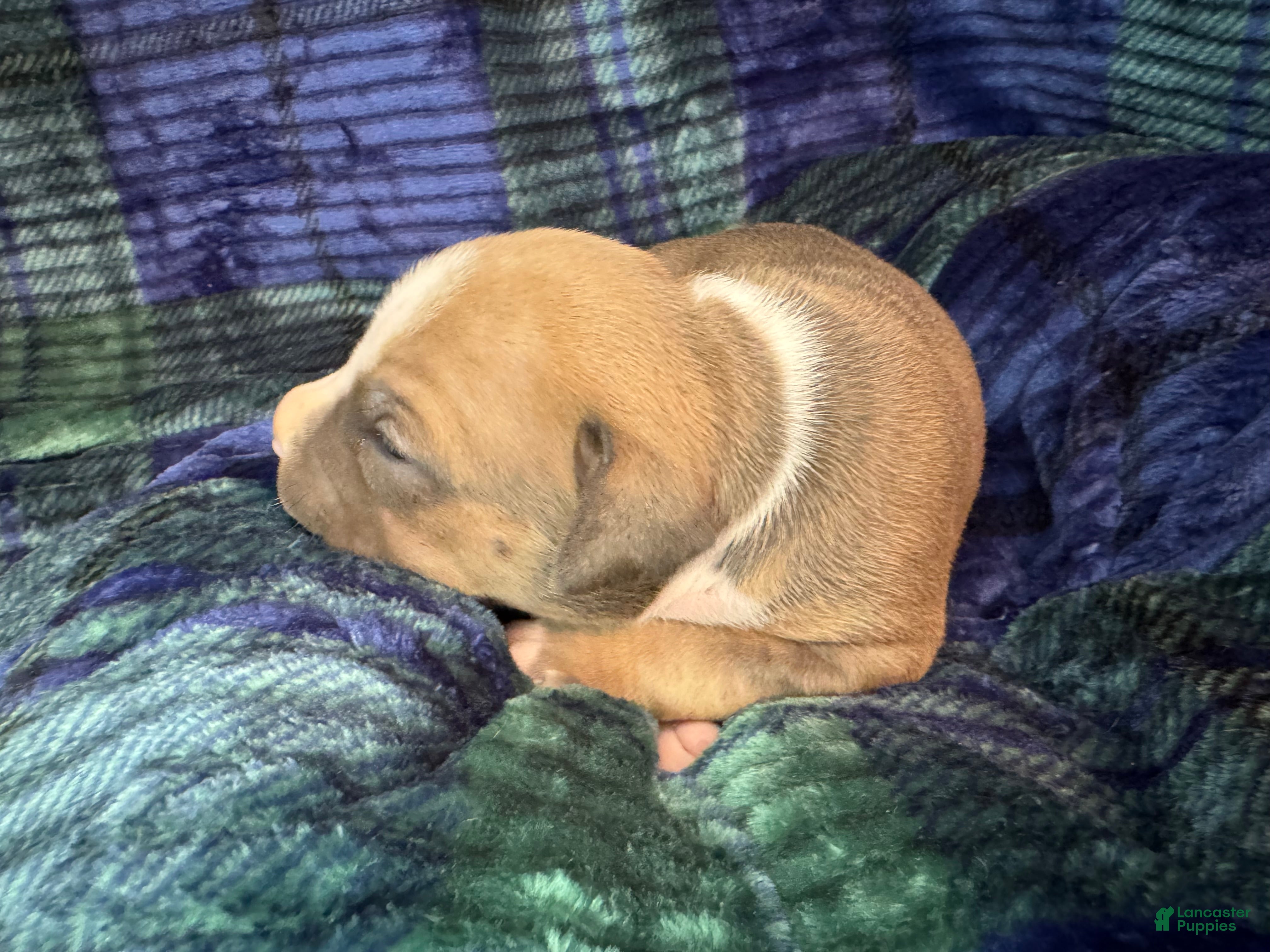 American Bully dogs American Bully Puppy 2 - Ad 1