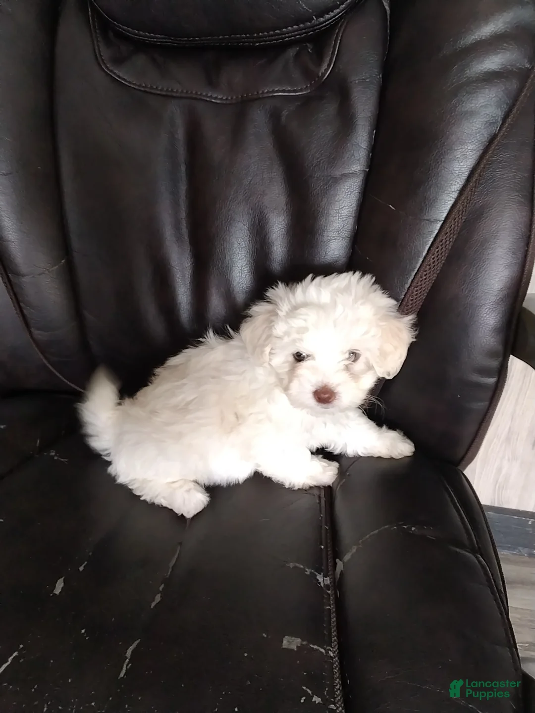 Mixed Breed dogs for sale: Harper - Ad 1