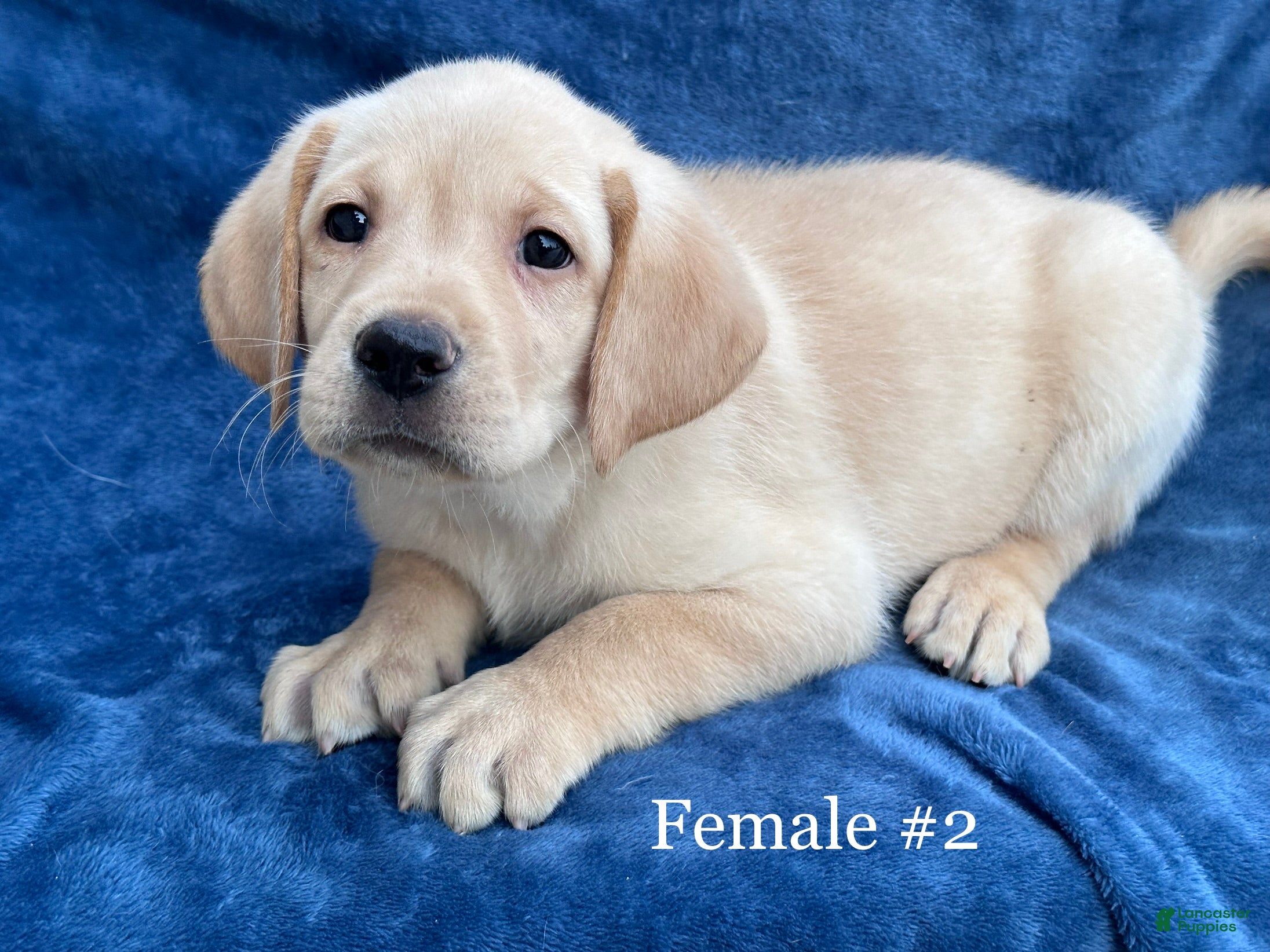 Labrador Retriever dogs Female #2 aka second born  - Ad 1