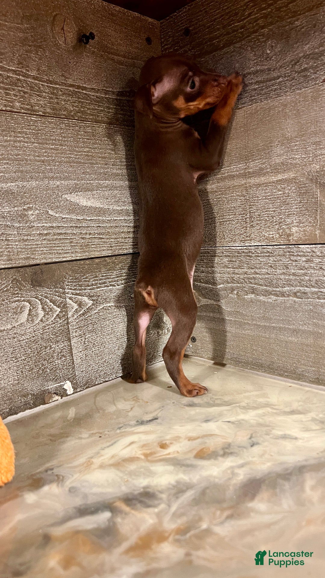 Miniature Pinscher dogs for sale: Ruby - Ad 4
