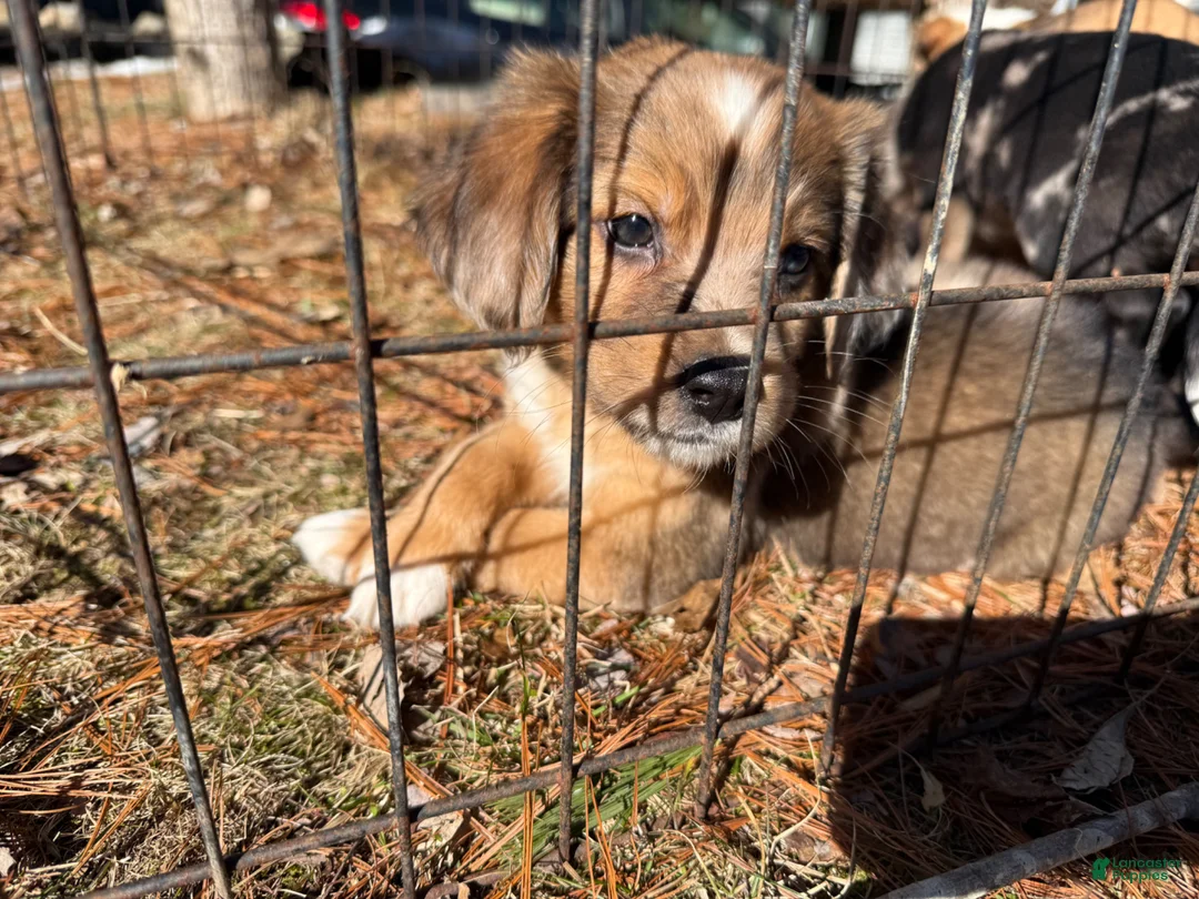 Mixed Breed dogs for sale: Mixed Breed Puppy 1 - Ad 1