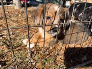 Mixed Breed dogs Mixed Breed Puppy 1 - Ad 16