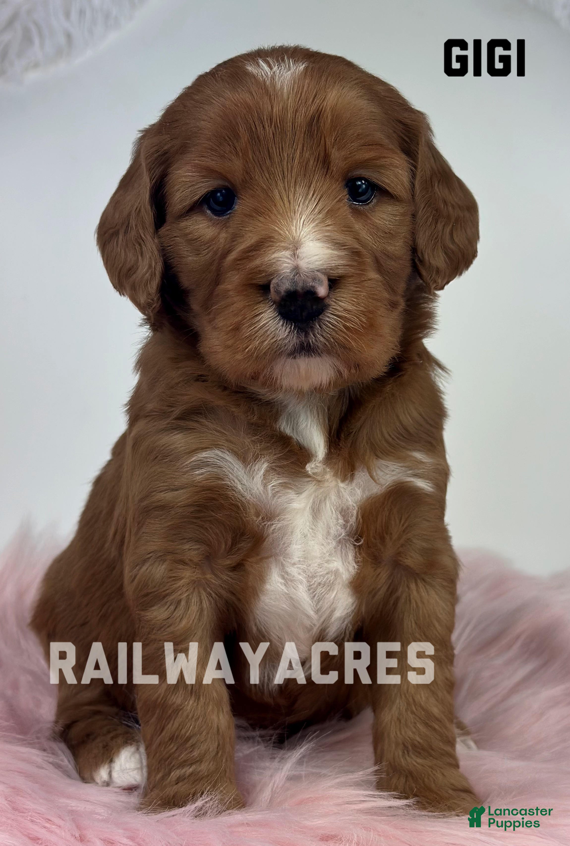 Mini Goldendoodle dogs Gigi - Ad 29