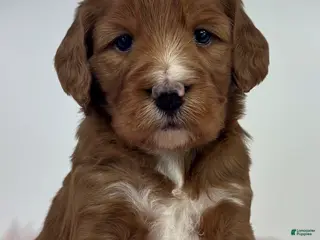 Mini Goldendoodle dogs Gigi - Ad 20
