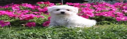 Maltese dogs for sale: Ashley - Ad 5