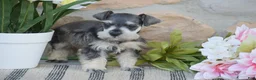 Miniature Schnauzer dogs for sale: Triscuit - Ad 8