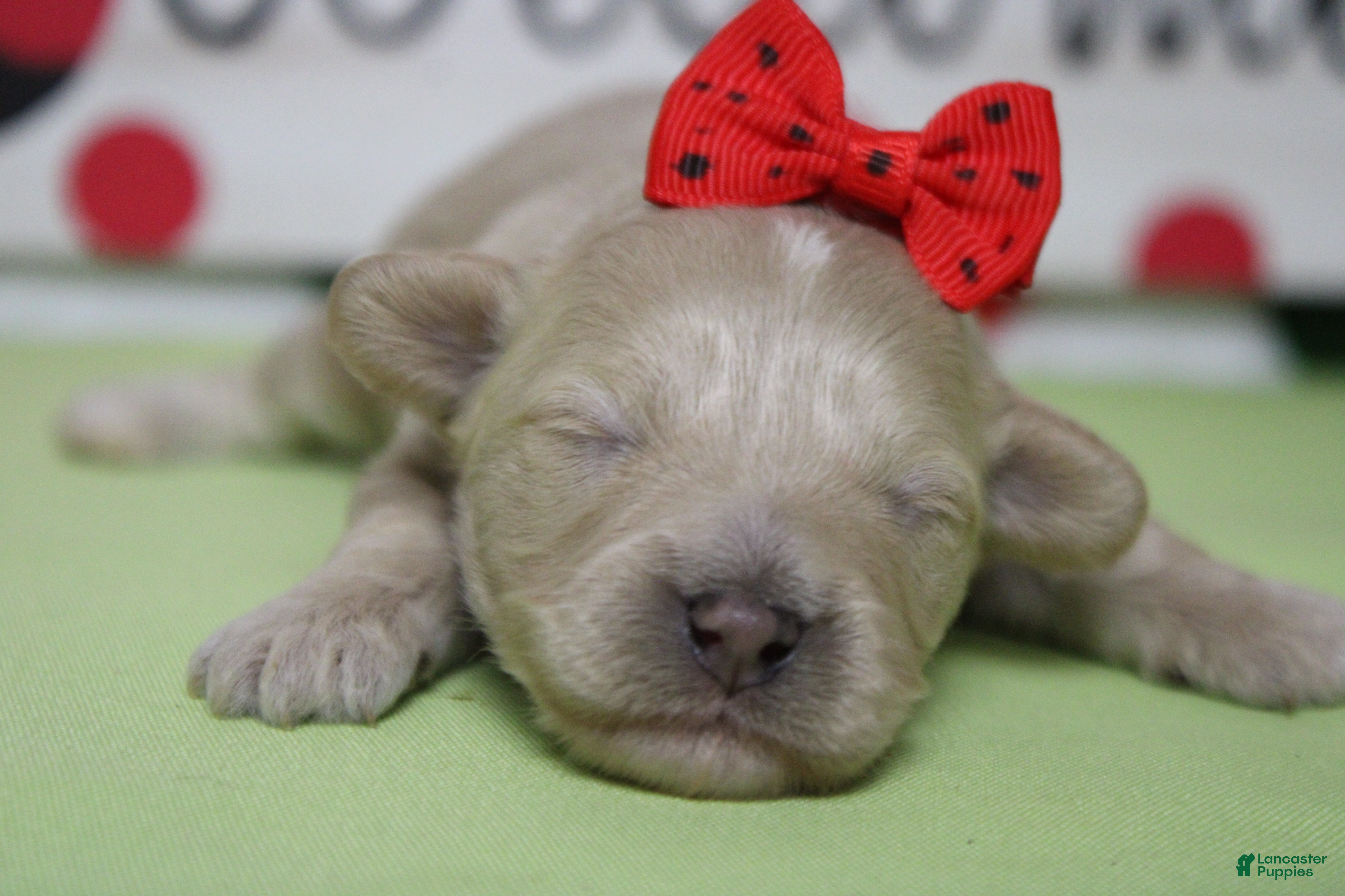 Havapoo dogs Veruca  - Ad 19