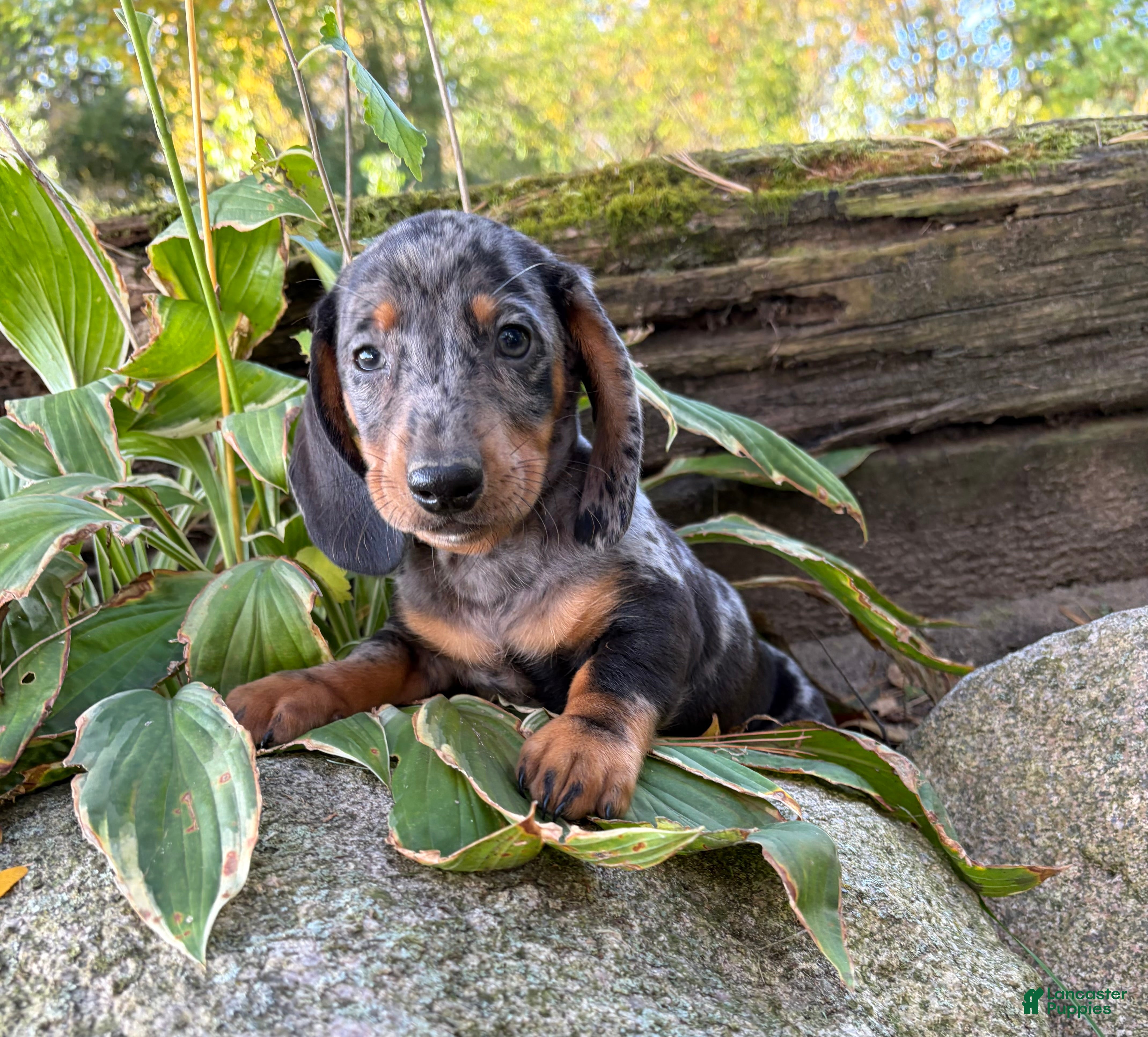 Dachshund dogs Theo - Ad 1