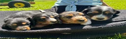Miniature Dachshund dogs for sale: Ginger  - Ad 4