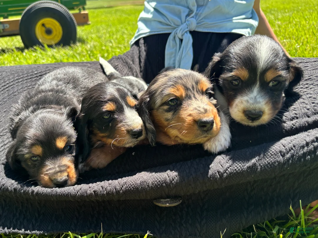 Miniature Dachshund dogs for sale: Ginger  - Ad 4