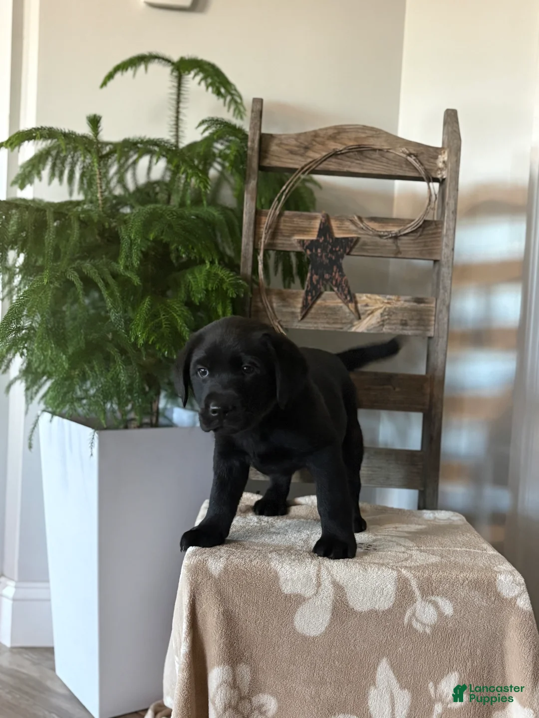 Labrador Retriever dogs for sale: Hallie  - Ad 2
