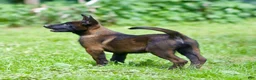 Belgian Malinois dogs for sale: Samson - Ad 3