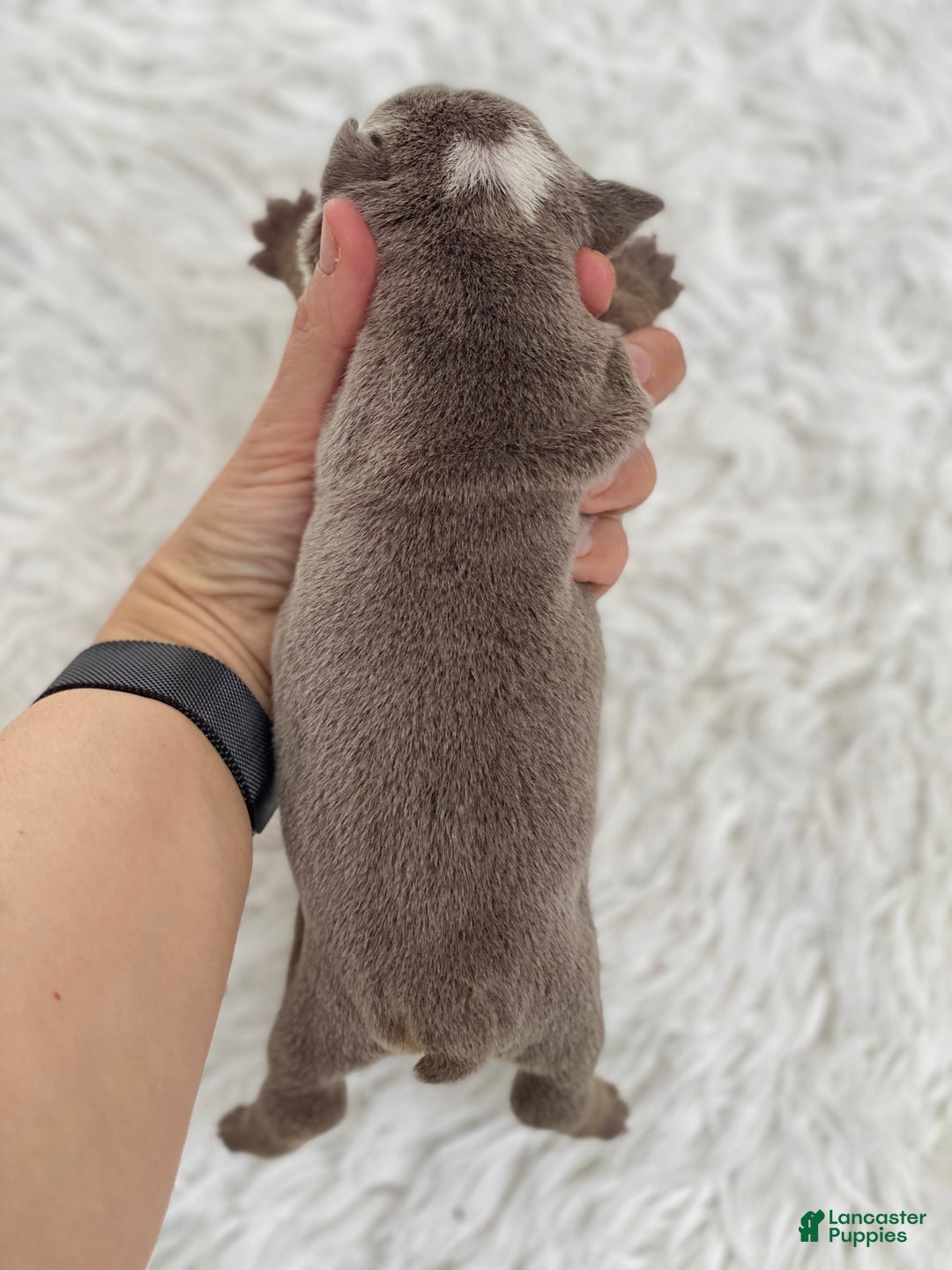 English Bulldog dogs for sale: Elvis - Ad 3