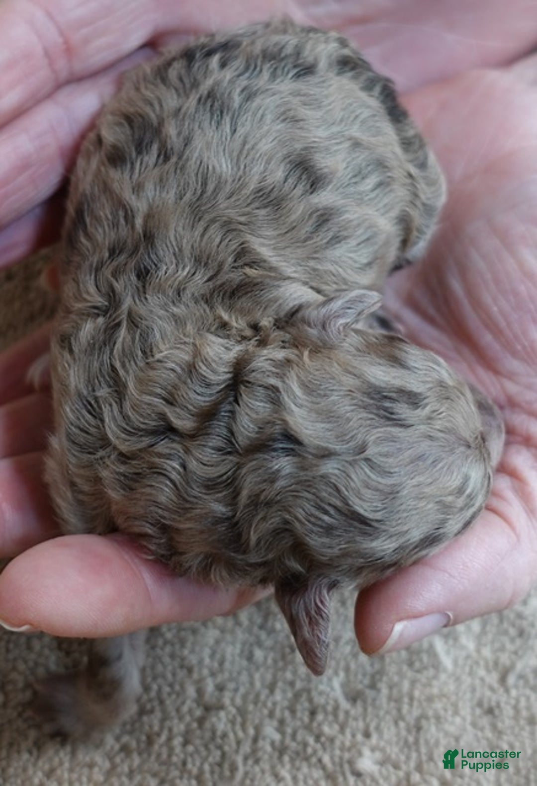 Toy Poodle dogs for sale: Sophia rarest color chocolate merle - Ad 4