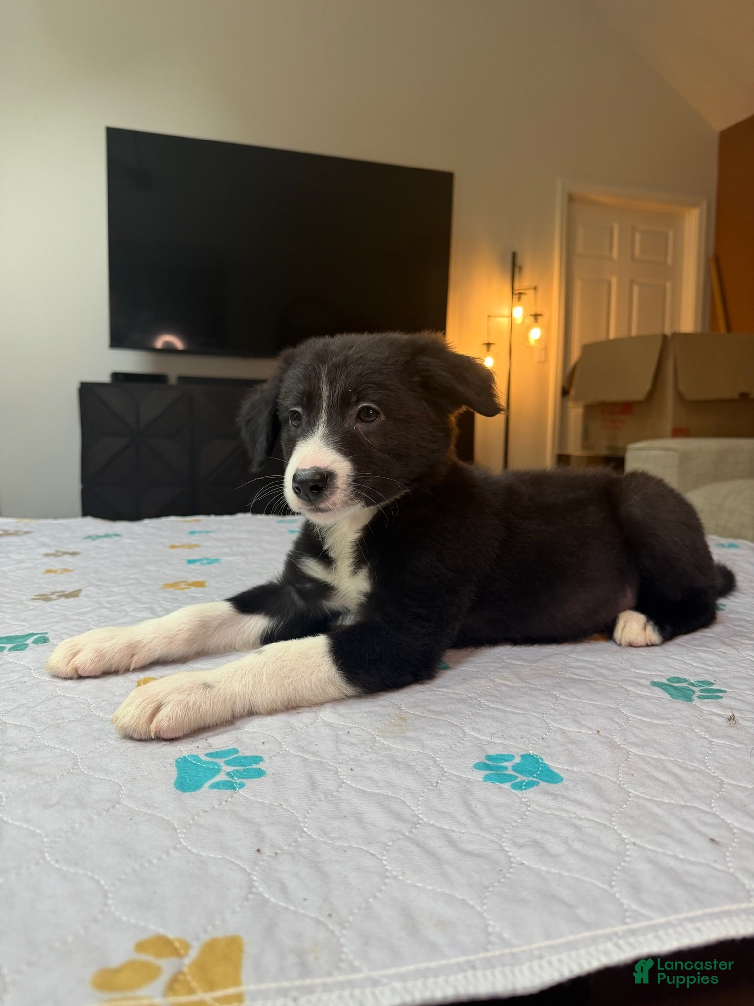 Border Collie dogs Paddy - Ad 3