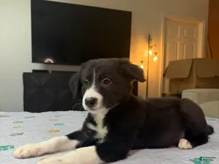 Border Collie dogs Paddy - Ad 3