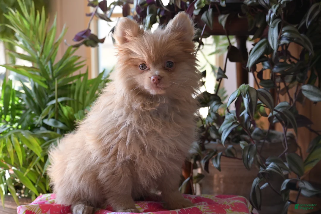 Pomeranian dogs for sale: Teresa - Ad 1