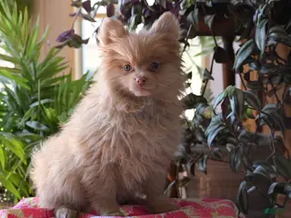 Pomeranian dogs Teresa - Ad 33