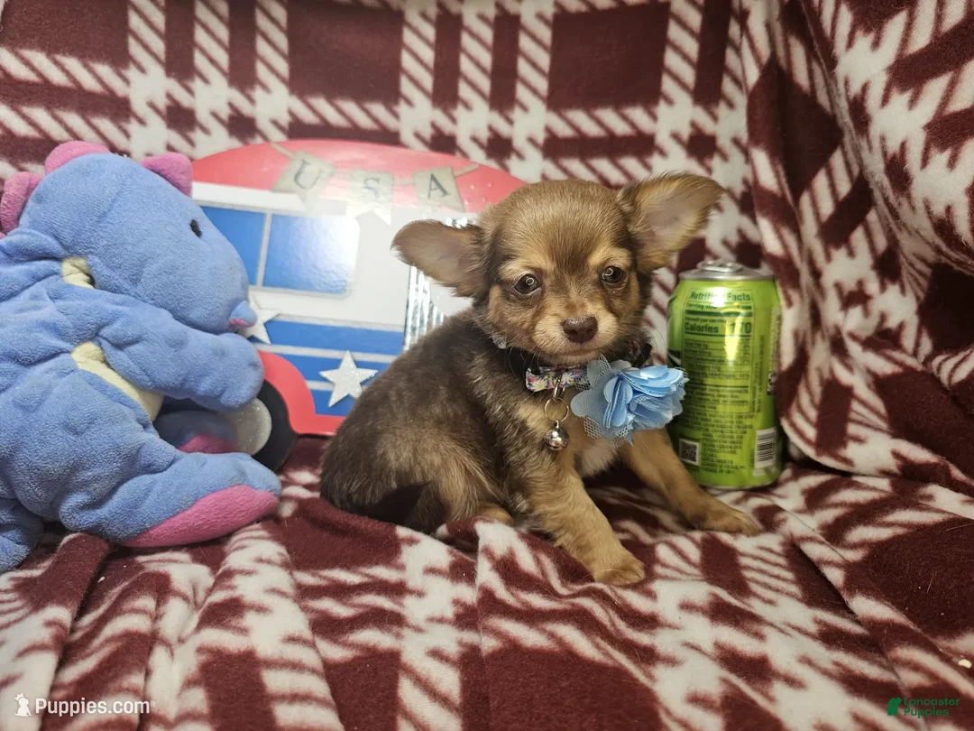 Chihuahua dogs for sale: Odiss (longcoat cocoa) - Ad 2
