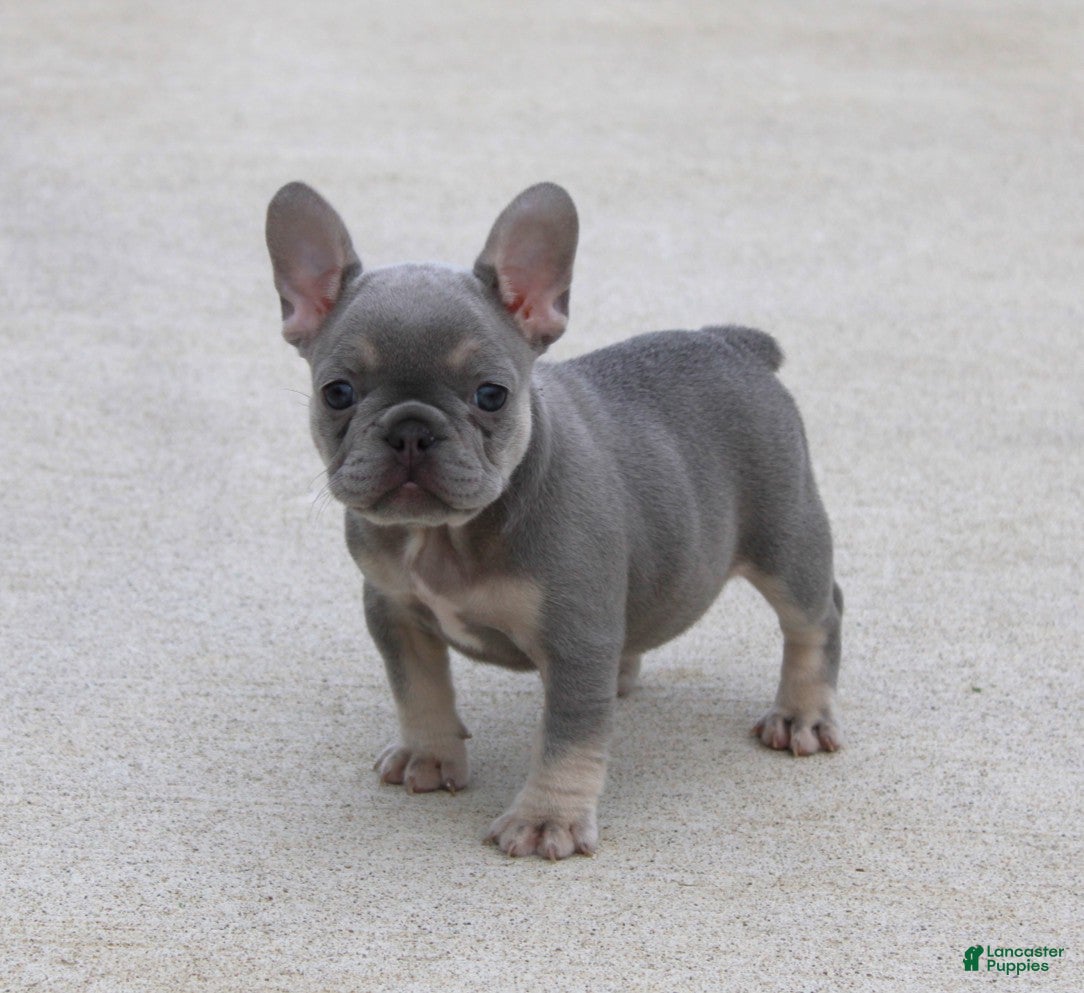 French Bulldog dogs Lilly - Ad 1