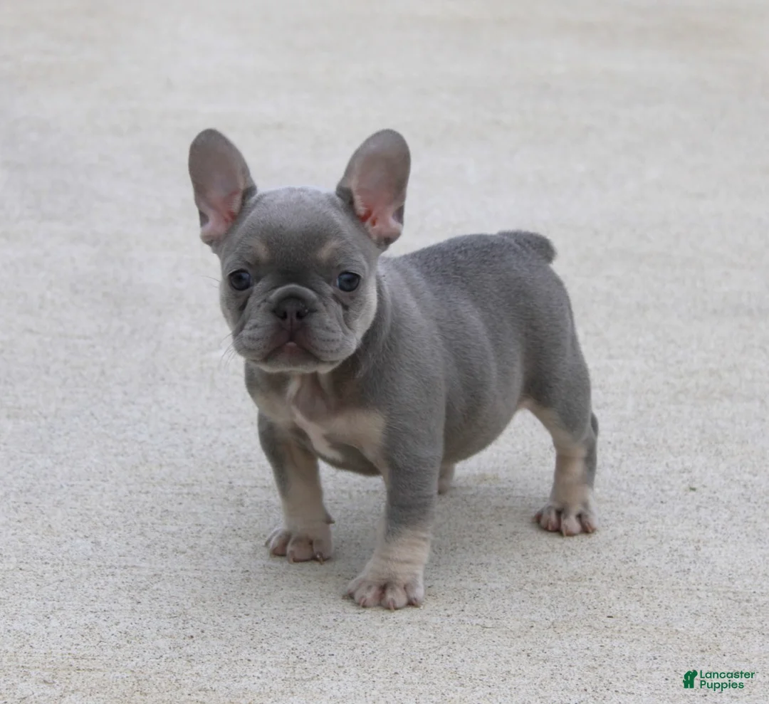French Bulldog dogs for sale: Lilly - Ad 1