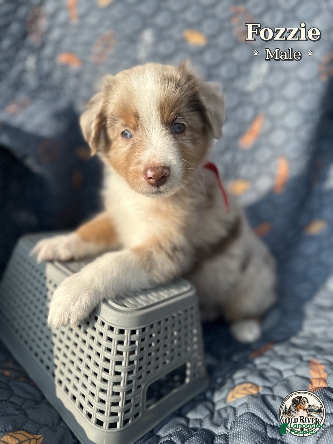 Australian Shepherd dogs for sale: Fozzie - Ad 18