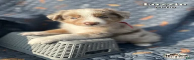Fozzie