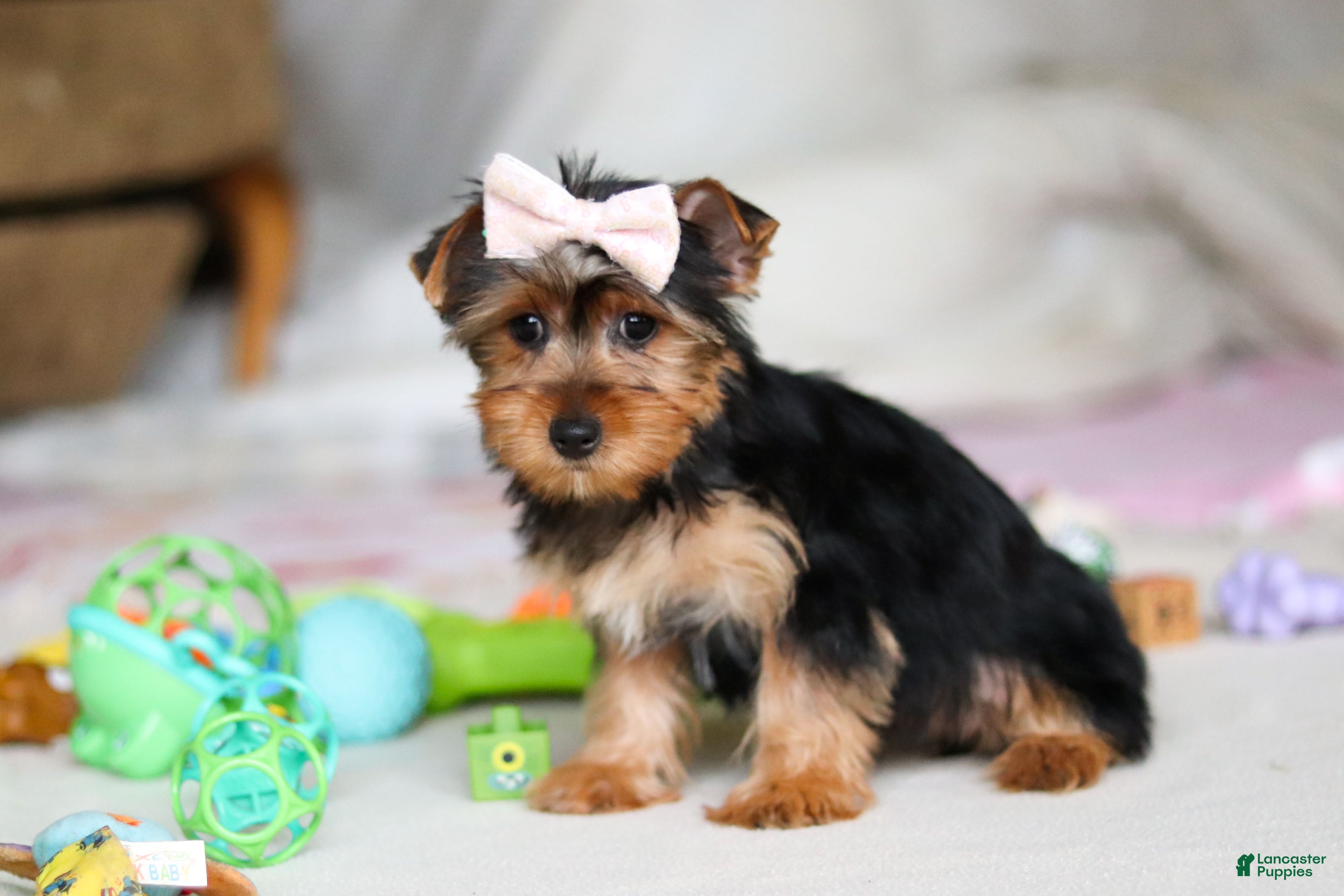 Yorkshire Terrier dogs Dolly - Ad 1