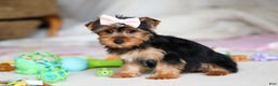 Yorkshire Terrier dogs for sale: Dolly - Ad 1