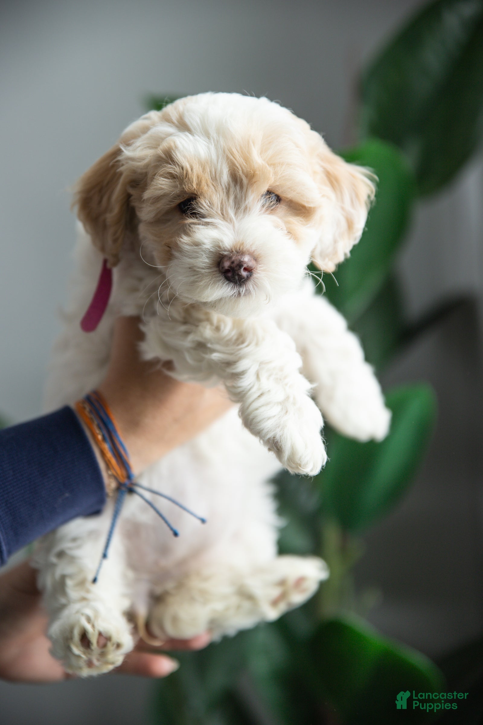 Cockapoo dogs Bella - Ad 1