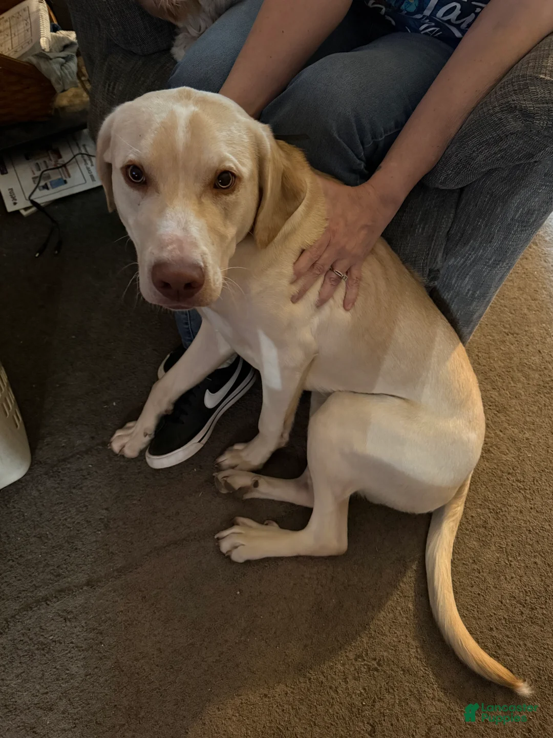 Mixed Breed dogs for sale: Mixed Breed Puppy 1 - Ad 3