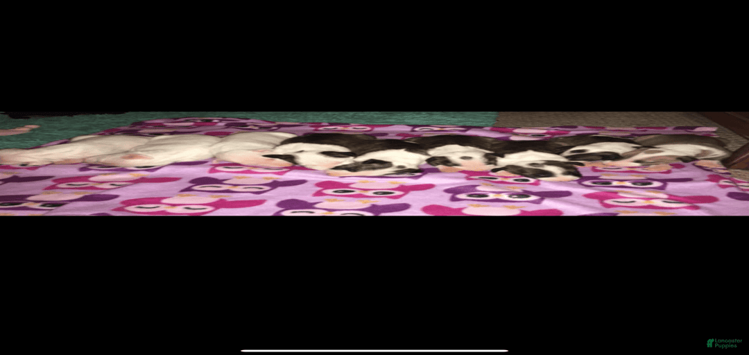 Gallery Image {{count}}