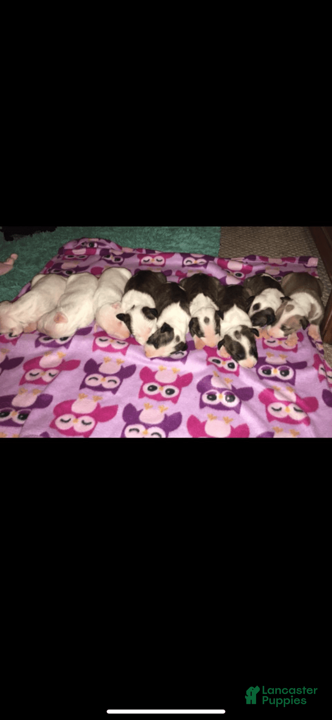 Gallery Image {{count}}