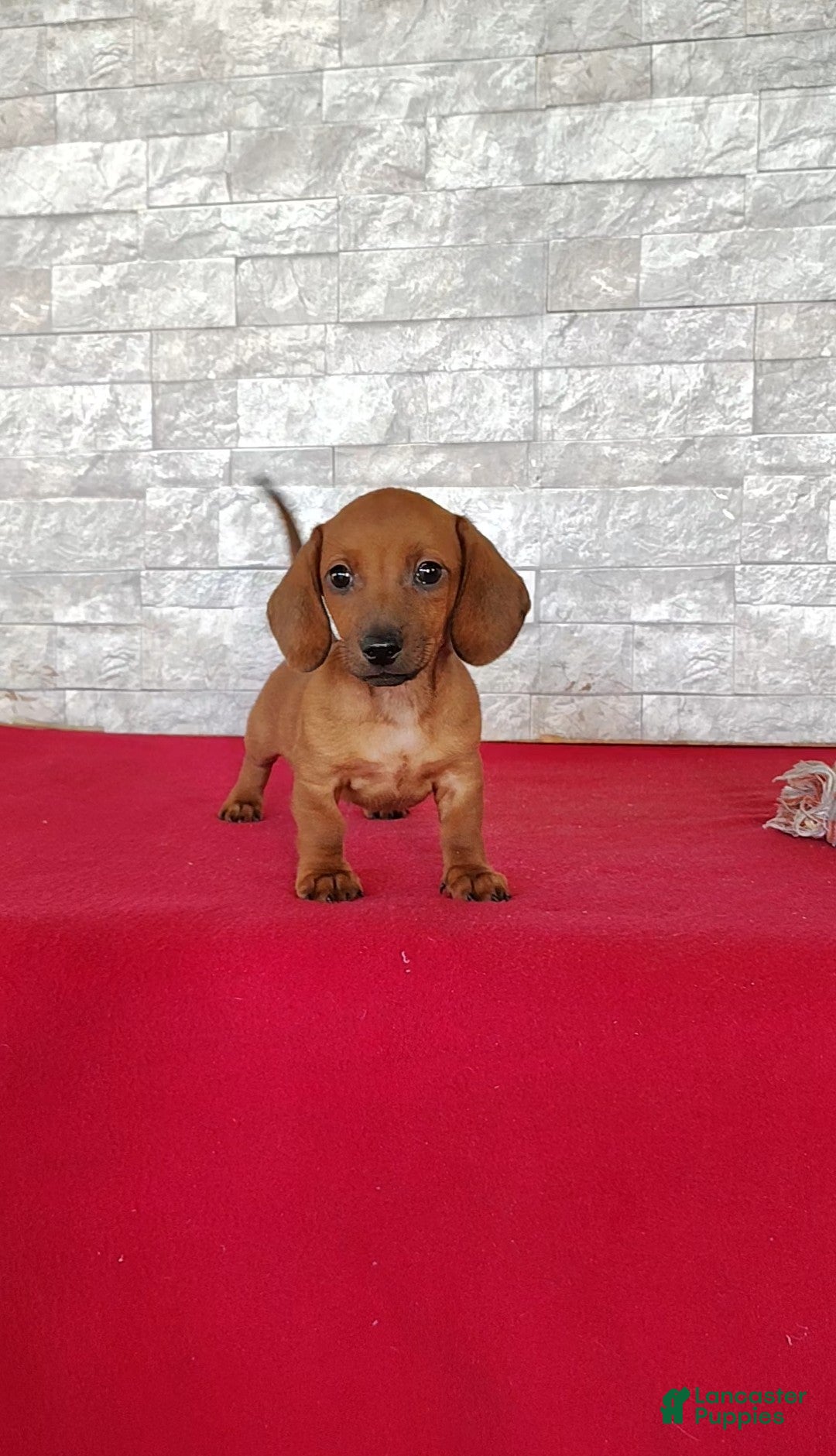 Miniature Dachshund dogs Stanley - Ad 1