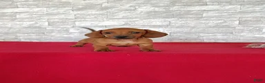 Stanley